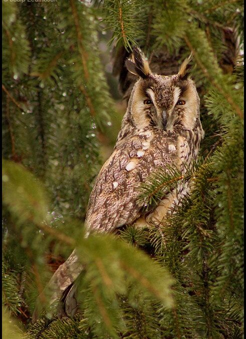 Spašena sova u nevolji