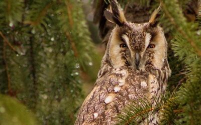 Spašena sova u nevolji